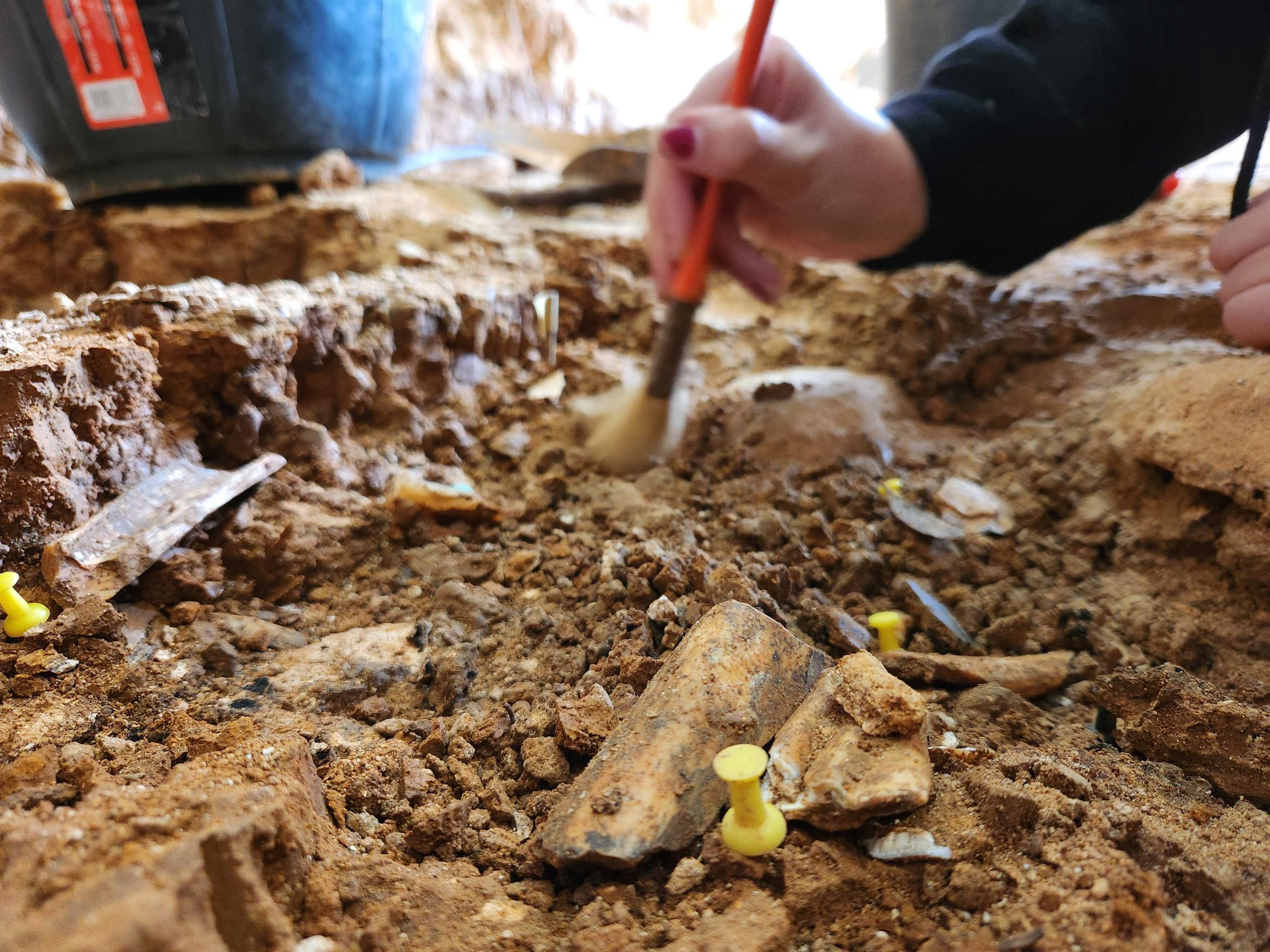 Archaeologist excavating fossils at Prado Vargas Archaeologist excavating fossils at Prado Vargas